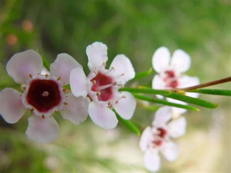 Wax Flower Chamelaucium Uncinatum Piante Da Giardino Wax Flower Arbusti