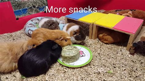 1 Wheek In The Guinea Pig Sanctuary Youtube