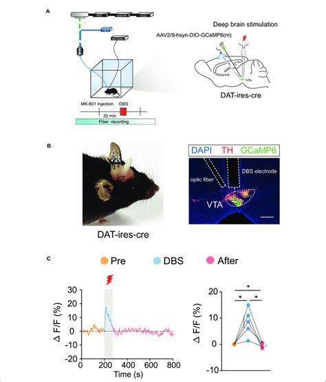 Dbs Of The Vta Activates Vta Da Neurons A Left Schematic Of The Dbs