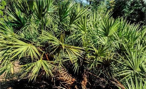 Serenoa Repens Saw Palmetto Flora Toskana