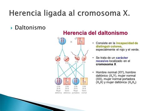 Tema 13 Genética Mendeliana ppt descargar