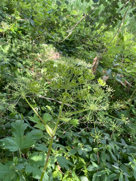 Cow Parsnip Important Native Or Nemesis Natural Areas Notebook