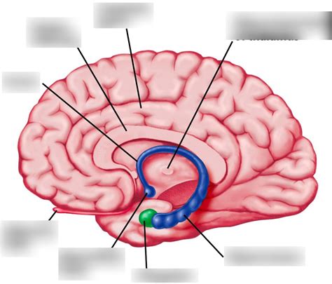 Hippocampal Formation Diagram | Quizlet