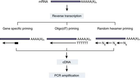 Reverse Transcriptase Rt Pcr Principles Applications • Microbe Online