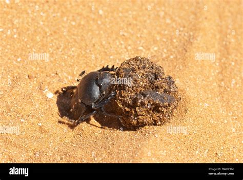 Scarab Dung Beetle High Resolution Stock Photography And Images Alamy