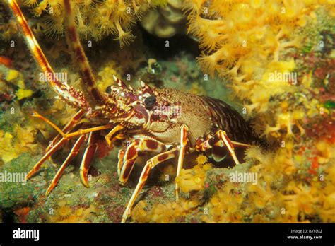 Palinurus Elephas Fotograf As E Im Genes De Alta Resoluci N Alamy