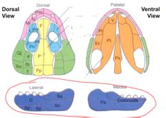 Comparative Anatomy Lecture Exam Quizlet