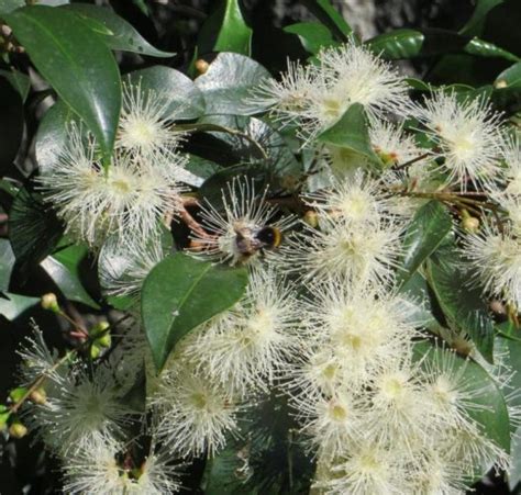 Flowering Brush Cherry Bonsai Trees Eugenia Myrtifolia Bonsai