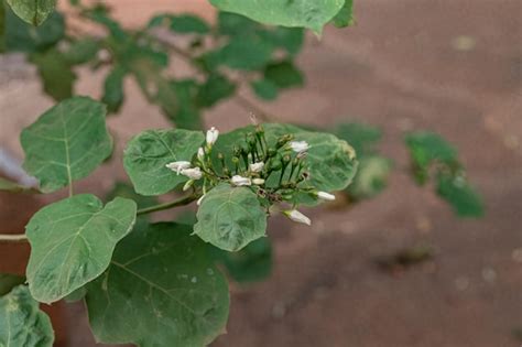 Planta Flores Comumente Conhecida Como Jurubeba Uma Erva Moura