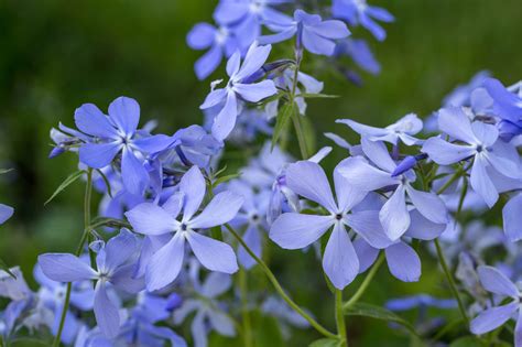 Phlox divaricata (1) | Wicklein's Wholesale Native Plant Nursery Maryland