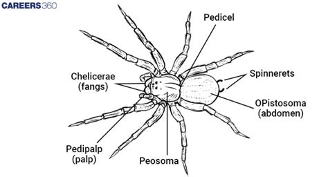 Phylum Arthropoda Definition Characteristics Classification And