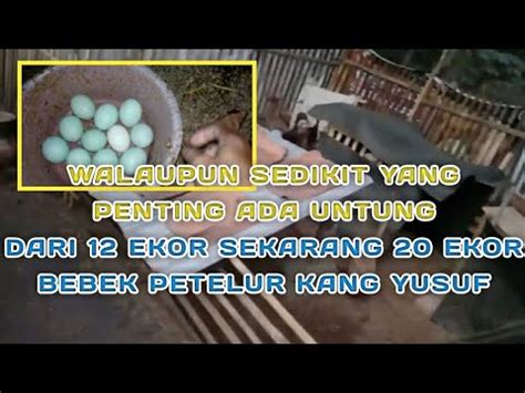 Pelan Tapi Pasti Dari 12 Ekor Sekarang 20 Ekor Peternakan Bebek