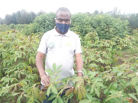 Researchers Assure Productivity Of Cassava Farming Amid Improved Seeds