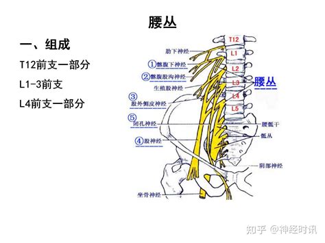 脊神经3胸神经前支腰丛骶丛超清ppt课件免费送 知乎