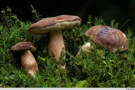 Pilze züchten 11 Speisepilze für den Anbau im Garten Selbstversorger de