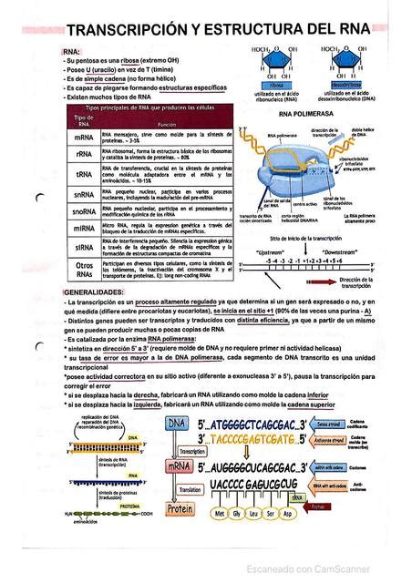 Generalidades Transcripci N Y Rna Biotech Sg Sof A Gagliardi Udocz