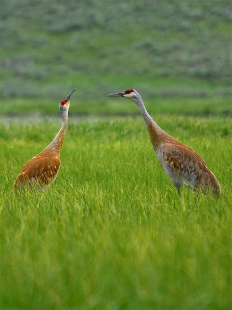 Bildet Landskap Natur Gress Fugl Felt Pr Rie Dyr Dyreliv