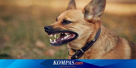 Bocah Tahun Di Sikka Meninggal Diduga Akibat Gigitan Anjing Rabies