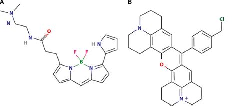 The molecular structures of LysoTracker Red (A) and MitoTracker Red ...