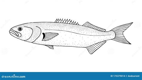 Bluefish Black Hand Drawn Realistic Outline Vector Image Stock Vector