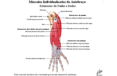 Face Anterior Do Antebra O Retoedu