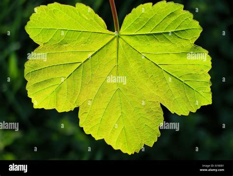 Sycamore Leaf Hi Res Stock Photography And Images Alamy