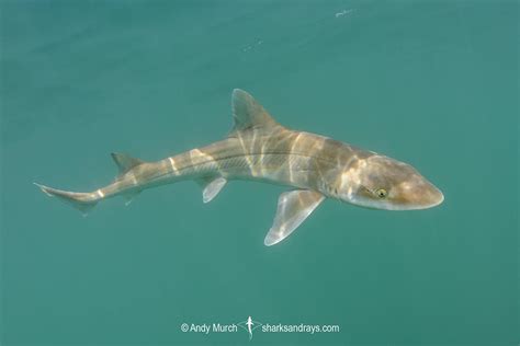 Gray Smoothhound Shark Mustelus Californicus