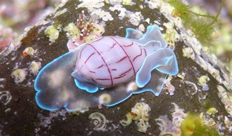 The 8 most peculiar sea creatures - Australian Geographic