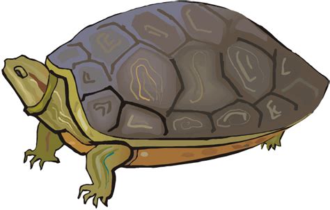 Free Tortoise Cliparts Download Free Tortoise Cliparts Png Images Free Cliparts On Clipart Library