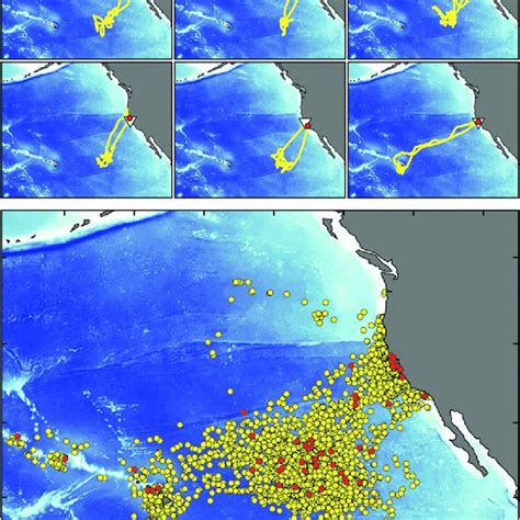 Shearwater migrations originating from breeding colonies in New ...