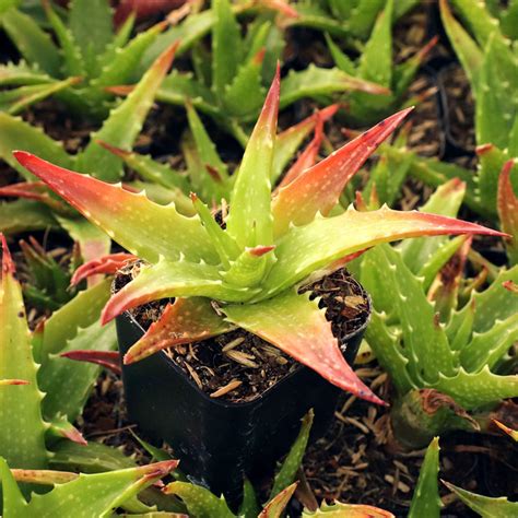 Aloe Dorotheae Sunset Aloe Mountain Crest Gardens®