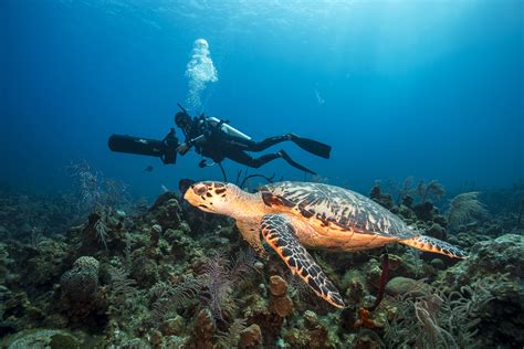 Scuba Diving With Turtles