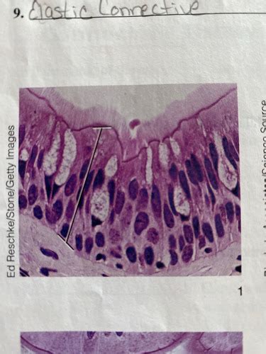 Biol Tissues Flashcards Quizlet