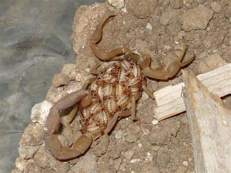 Web Del Escorpion Reproduccion De Los Alacranes Arachnids Scorpion