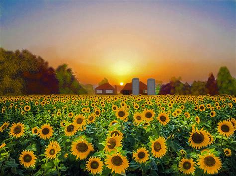 Sunflowers Sunrise