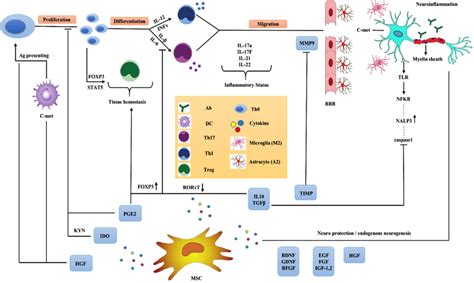 Graphical Summary Of Immunomodulation And Neuroprotective Effects Of Download Scientific