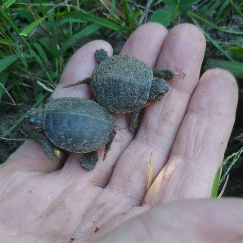 Turtle hatching season - worth the wait! - Riverstone Environmental