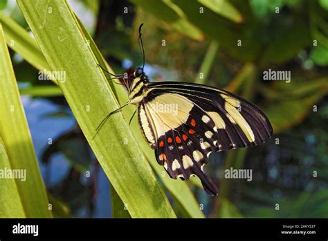 Torquatus Swallowtail Butterfly Underside Stock Photo Alamy