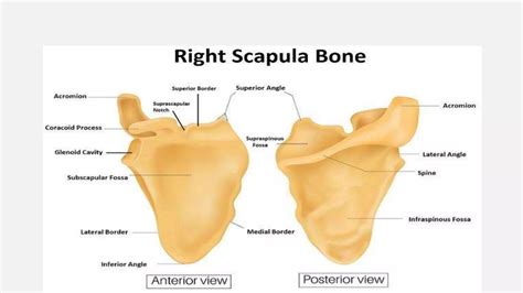 Scapula Bone Easy Explanation Ppt