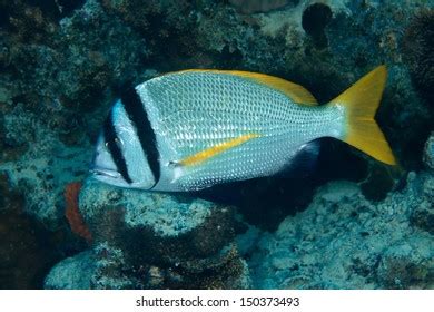 Doublebar Bream Acanthopagrus Bifasciatus Red Sea Stock Photo 150373493