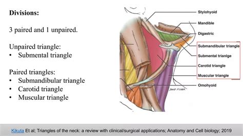 Anterior Triangles Of Neck Ppt