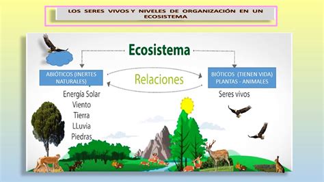 Organización De Los Seres Vivos En Un Ecosistema Youtube