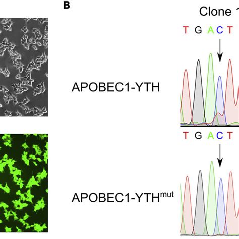 Validation Of Stable Cell Lines Expressing Inducible Apobec Yth A