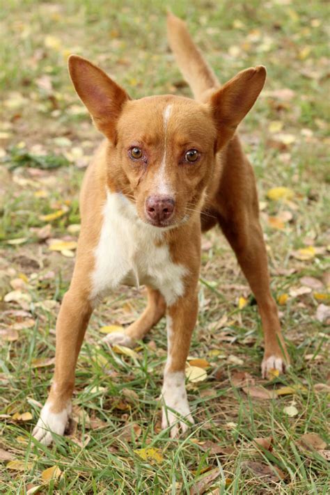 Md Nonprofit Takes In Dogs Rescued From Puerto Rico Photos Wtop News