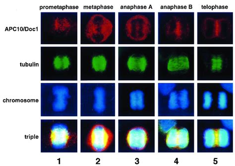 Subcellular Localization Of Human Apc10doc1 During Mitosis Hela Cells