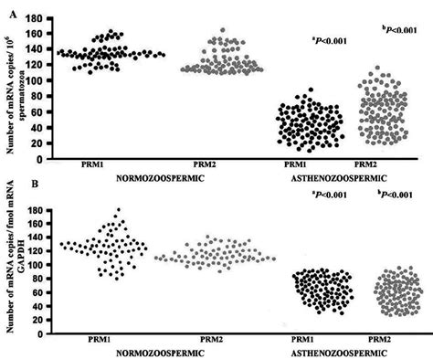 Number Of Prm1 And Prm2 Transcript Copies In Spermatozoa Isolated From