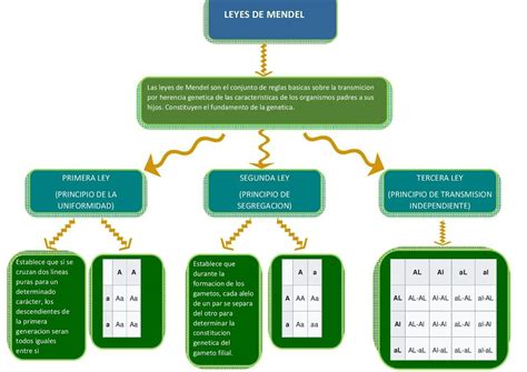 Solution Mapa Mental De La Herencia Polige Nica Y Multifactorial The