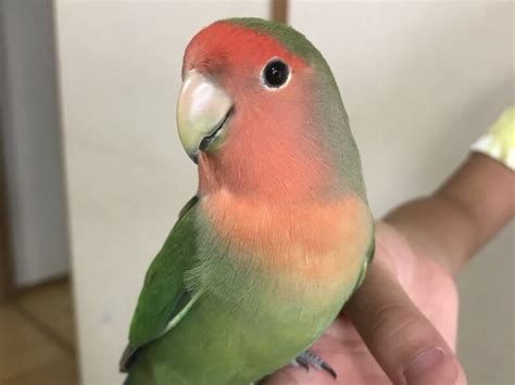 インコは初心者でも飼いやすいインコの種類と飼育方法をご紹介 Eizan s pet life