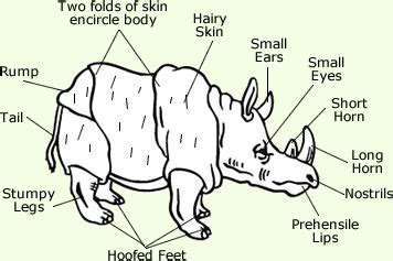 Sumatran Rhinoceros - Facts, Diet & Habitat Information