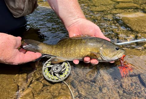 Fly Fishing For Smallmouth Bass In Small Streams Dark Skies Fly Fishing